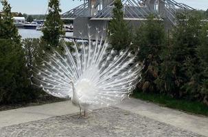 White peacock with open tail photo