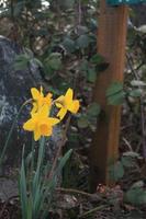 Yellow daffodils are blooming in the morning. photo