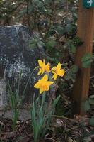 Yellow daffodils are blooming in the morning. photo
