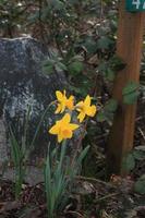 Yellow daffodils are blooming in the morning. photo