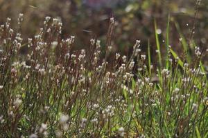 Small flowers on the roadside with sunlight in the background. photo