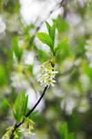 el osoberry o oemleria cerasiformis es un árbol de flores blancas, de flores blancas, nativo de América del Norte, que florece en primavera. foto