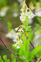 The osoberry or Oemleria cerasiformis is a white-flowering, white-flowered, North American native, spring-blooming tree. photo