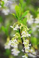 el osoberry o oemleria cerasiformis es un árbol de flores blancas, de flores blancas, nativo de América del Norte, que florece en primavera. foto