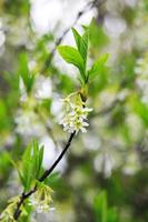 The osoberry or Oemleria cerasiformis is a white-flowering, white-flowered, North American native, spring-blooming tree. photo