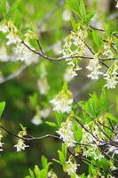 The osoberry or Oemleria cerasiformis is a white-flowering, white-flowered, North American native, spring-blooming tree. photo