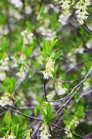 The osoberry or Oemleria cerasiformis is a white-flowering, white-flowered, North American native, spring-blooming tree. photo