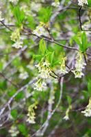 The osoberry or Oemleria cerasiformis is a white-flowering, white-flowered, North American native, spring-blooming tree. photo