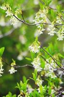 el osoberry o oemleria cerasiformis es un árbol de flores blancas, de flores blancas, nativo de América del Norte, que florece en primavera. foto