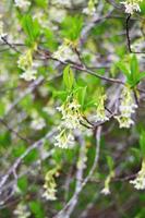 The osoberry or Oemleria cerasiformis is a white-flowering, white-flowered, North American native, spring-blooming tree. photo