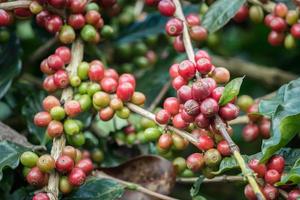 coffea tree es un género de plantas con flores cuyas semillas, llamadas granos de café, se utilizan para hacer diversas bebidas y productos de café. foto