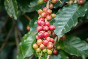 Coffea tree is a genus of flowering plants whose seeds, called coffee beans, are used to make various coffee beverages and products. photo