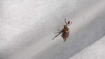 Maybug crawls on a white surface in the garden. Concept Spring. Melolontha video