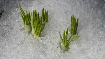 lapso de tiempo de cerca, la nieve se derrite en el jardín en flores video