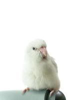 Tiny white parrot parakeet Forpus bird, white isolation background. photo