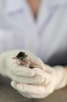 Close up of veterinarians hands in surgical gloves holding small bird, after attacked and injured by a cat. photo