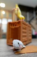 Couple Forpus, little tiny parrots bird on a wooden cage with funny face. photo