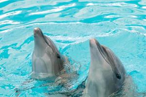 Happy smiling dolphin playing in blue water in aquarium. photo