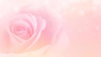 Pink Rose flowers with blurred sofe pastel color background for love wedding and valentines day photo