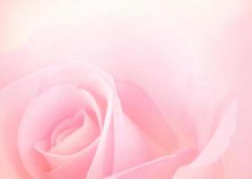 flores de rosa rosa con un fondo borroso de color pastel suave para la boda del amor y el día de san valentín foto