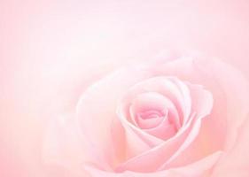 Pink Rose flowers with blurred sofe pastel color background for love wedding and valentines day photo