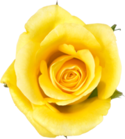 flores de rosa amarela para casamento de amor e dia dos namorados png