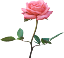 roze roos bloemen geïsoleerd voor liefde bruiloft en valentijnsdag dag png