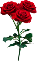 Red Rose flowers isolated for love wedding and valentines day png