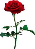 Red Rose flowers isolated for love wedding and valentines day png