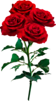 Red Rose flowers isolated for love wedding and valentines day png