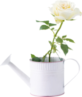 white roses in watering can for love wedding and valentines day png