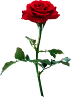 Red Rose flowers isolated for love wedding and valentines day png