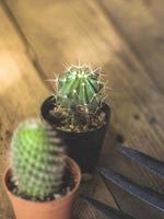 Small cactus is planted in a small pot where the evening sun shines through its back. photo