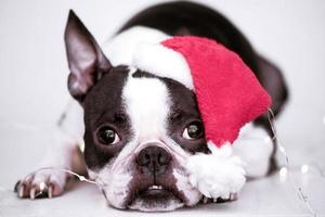 Cute Boston Terrier puppy in a red Santa Christmas hat lying in front view on a white background. The concept of New Year and Christmas. photo