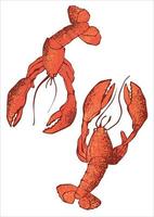 Two red hand drawn lobsters on a white background. Color vector illustration.