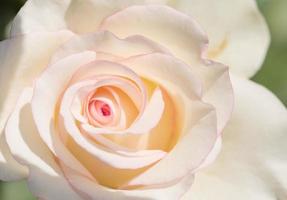 rosa rosa flores para el amor boda y día de san valentín foto