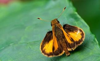 Zabulon skipper butterfly display it's colors photo