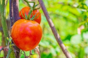 tomate rojo maduro en huerta orgánica foto