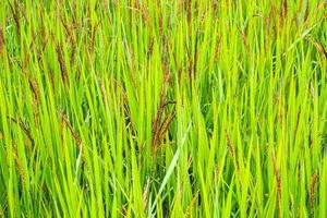 riceberry plant in green organic rice paddy field photo