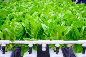 Fresh organic green leaves cos romaine lettuce salad plant in hydroponics vegetables farm system photo