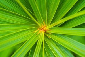 Abstract green leaves background Umbrella papyrus photo