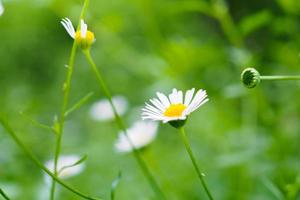 Beautiful daisy flowers field on green meadow photo