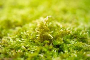 musgo verde fresco de cerca en el suelo foto