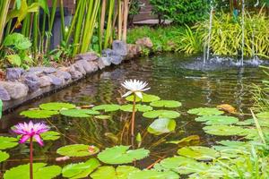 lirio de agua o flor de loto en el estanque del jardín foto