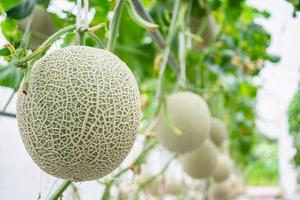 Fresh green Japanese cantaloupe melons plants growing in organic greenhouse garden photo