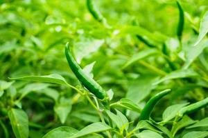 chilli peppers plant in organic garden photo