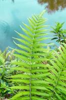 Closeup fern leaf with garden pond background photo