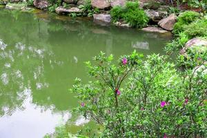 estanque de jardín trasero con planta verde foto