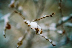 Snow flakes on leafless branch photo