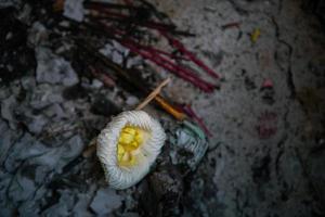 Sandalwood flower for Thai cremation ceremony photo